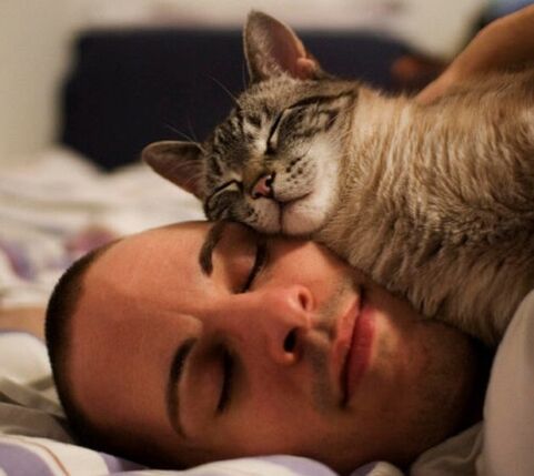 спане с котка като причина за заразяване с паразити